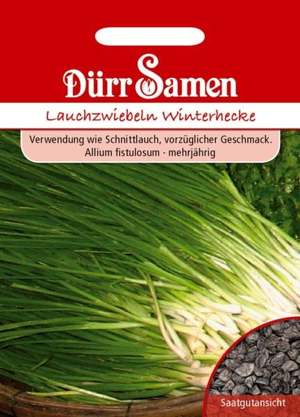 Samentüte für Lauchzwiebeln Winterhecke von Dürr Samen mit Abbildung der grünen Pflanzen und einer Detailansicht der schwarzen Samen.