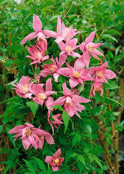 Clematis macropetala, Alpen-Waldrebe, blau, 60–100 cm
