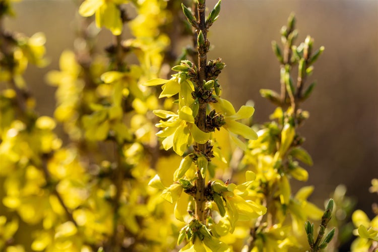 Forsythia intermedia 'Mikador', Forsythie, gelb, 40–60 cm