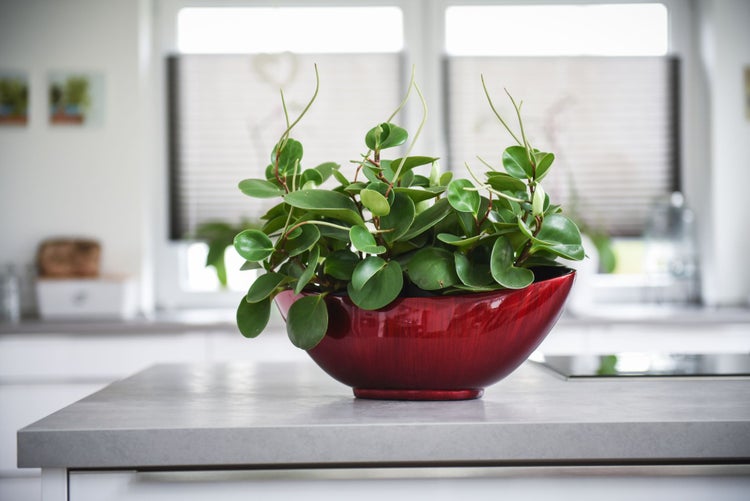 Peperomia Zimmerpflanze in einer dekorativen roten Schale auf einer Küchenarbeitsplatte.