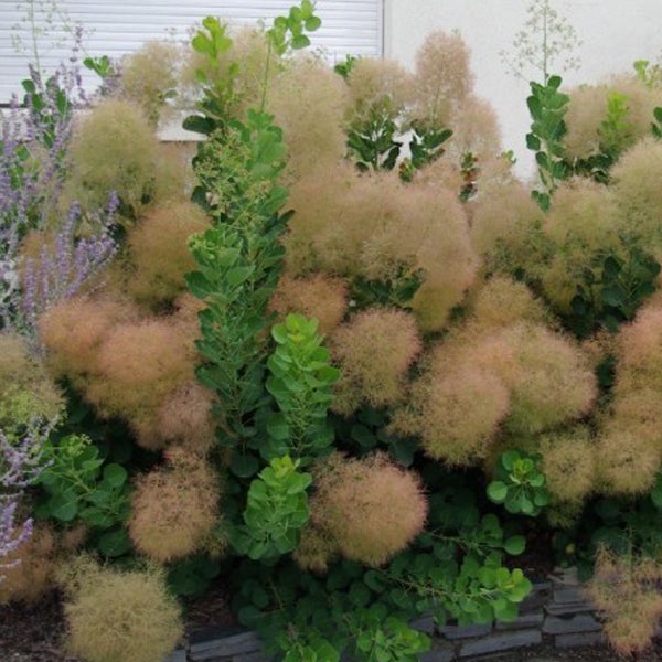 Perückenstrauch im Garten