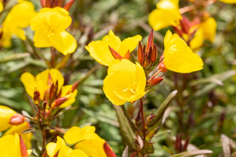 Oenothera pilosella 'Yella Fella', Nachtkerze, gelb, ca. 9x9 cm Topf