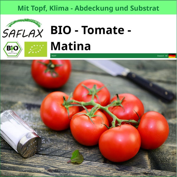 Saflax Bio Tomate Matina mit Topf, Klimaabdeckung und Substrat