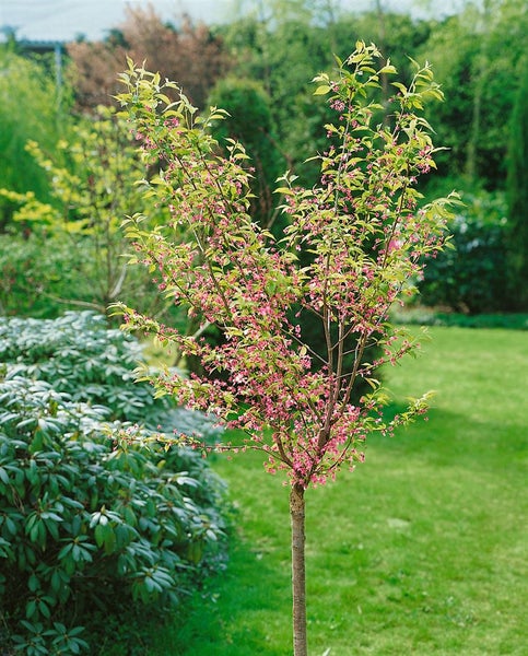 Zierkirsche mit Blüten im Garten