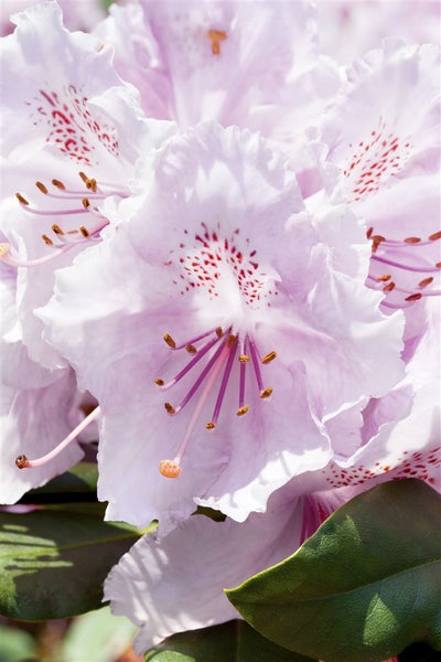 Rhododendron yakushimanum 'Schneekrone', weiß, 20–25 cm