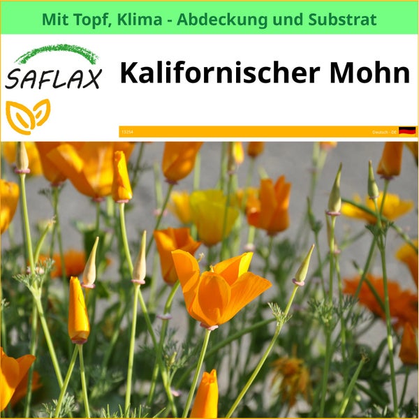 Kalifornischer Mohn im Topf mit Klimaabdeckung und Substrat