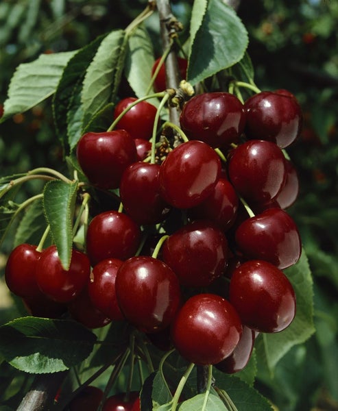 Prunus avium 'Große Schwarze Knorpel', Süßkirsche, 40 cm Stammhöhe