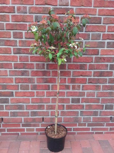 Viburnum plicatum 'Summersnowflake'- Stämmchen, Sommer-Schneeball, Höhe inklusive Topf: 120-130 cm