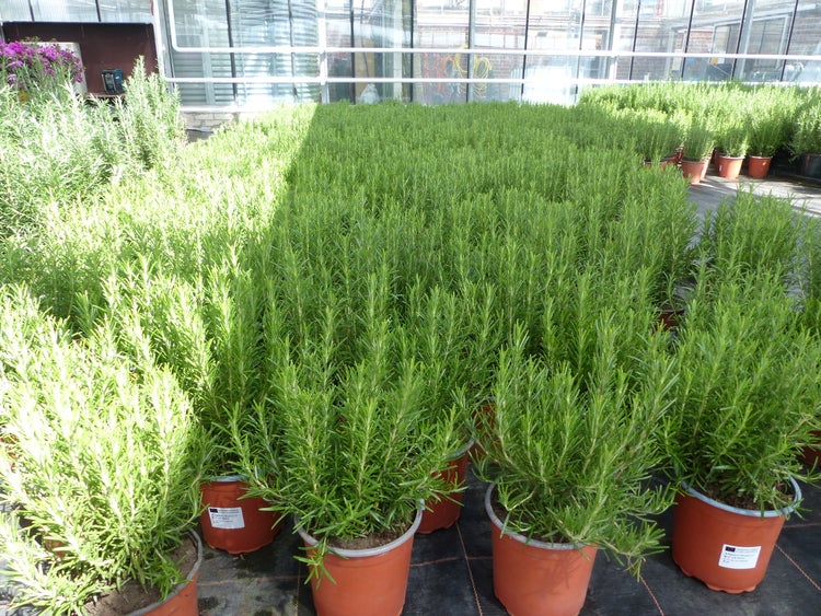 echter Rosmarin Officinalis 50 - 60 cm Höhe, XL Busch Ø 25-30 cm, stehend, winterhart Kräuter