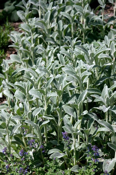Stachys byzantina 'Cotton Boll', Wollziest, silbrig, ca. 9x9 cm Topf