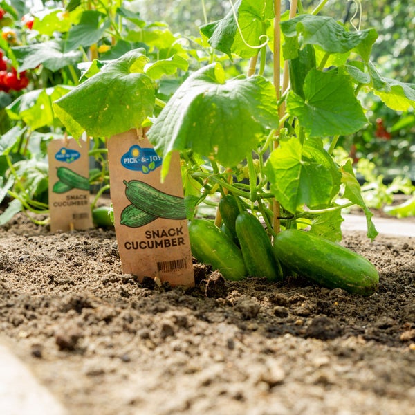 Gurkenpflanze Snack Cucumber - für Balkon und Garten - 14cm Topf - Gemüse-To-Go
