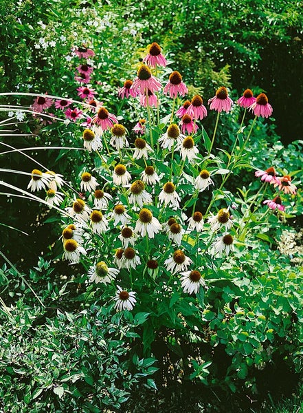 Echinacea purpurea 'White Swan', weiß, ca. 9x9 cm Topf