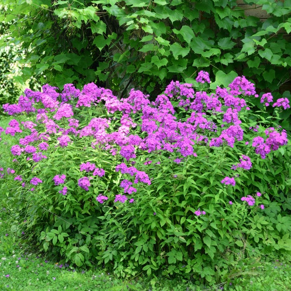 Bloomique - 3er Set - Phlox Paniculata Laura - Phlox - Gartenpflanzen - Winterhart - Höhe 10-20 cm - Topf 9x9 cm