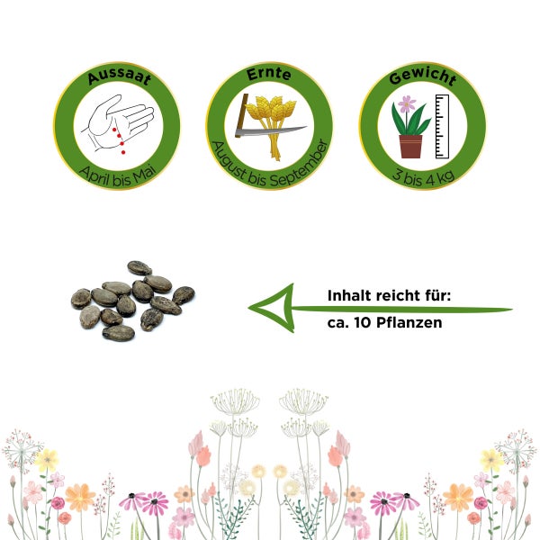 Wassermelonen Sugar Baby Samen von Deine Gartenwelt