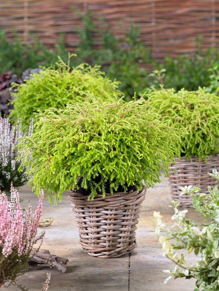 Thuja occidentalis 'Golden Tuffet', gelbgrün, 20–25 cm