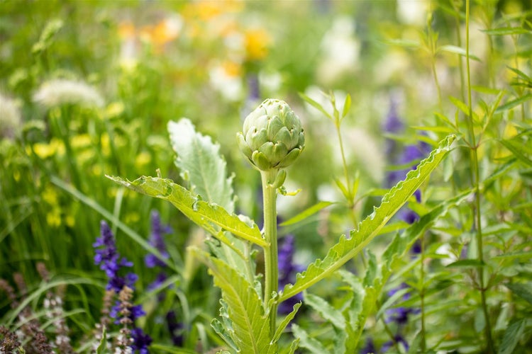 Artischockenpflanze im Garten