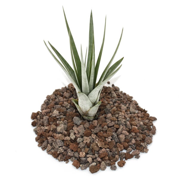 Tillandsia fasciculata - lose Pflanze - klein