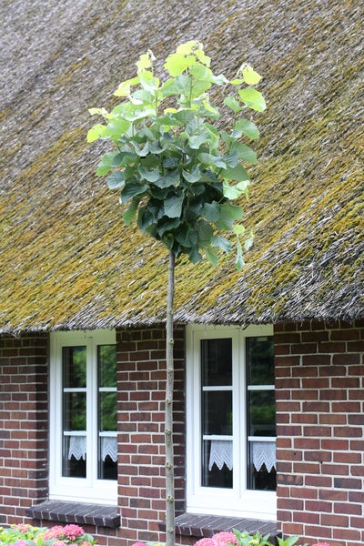 Tilia cordata 'Winter Orange'- Stämmchen, Winterlinde, Gesamthöhe 180-190 cm, Stammhöhe: 125 cm