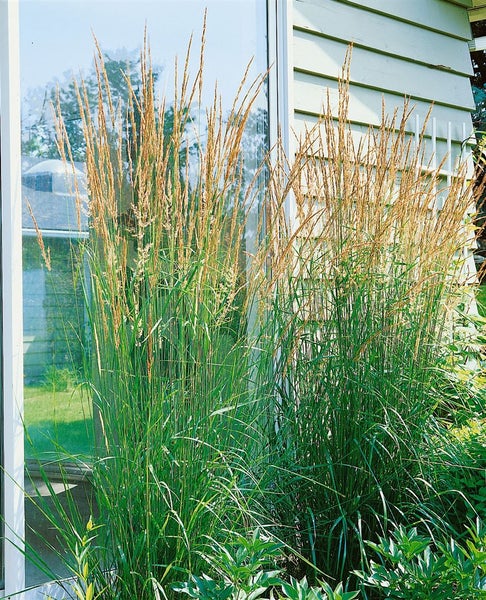 Calamagrostis x acutiflora 'Karl Foerster', Reitgras, ca. 9x9 cm Topf
