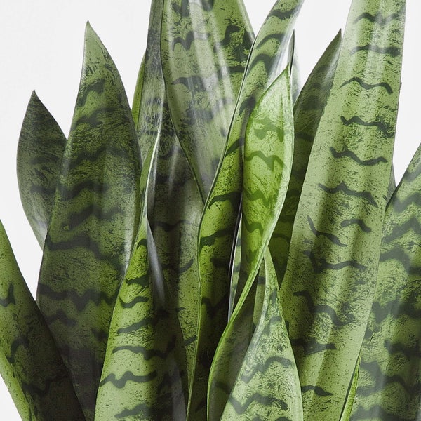 Blätter eines Bogenhanfs Sansevieria mit charakteristischer dunkler Musterung.