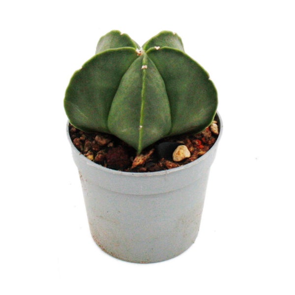 Astrophytum myriostigma NUDUM - Die nackte Bischofsmütze - im 6,5cm Topf - Rarität unter den Kakteen