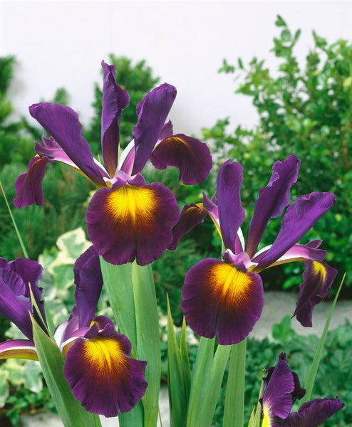Iris mit violetten Blütenblättern und gelber Mitte im Garten.