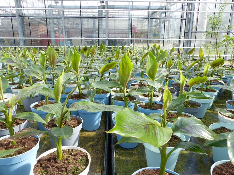 Bananenstaude Banane Musa Sikkimensis Red Tiger Banane 55 - 70 cm  winterhart Staude