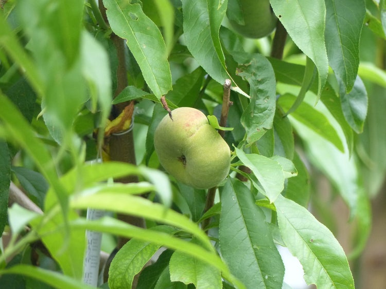 Junge Pfirsichbäume in schwarzen Töpfen in einem hellen Gewächshaus, ordentlich in Reihen aufgestellt.