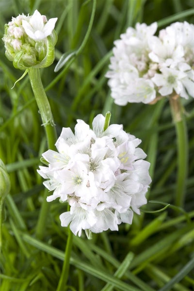 Armeria maritima 'Armada White', Grasnelke, weiß, ca. 9x9 cm Topf