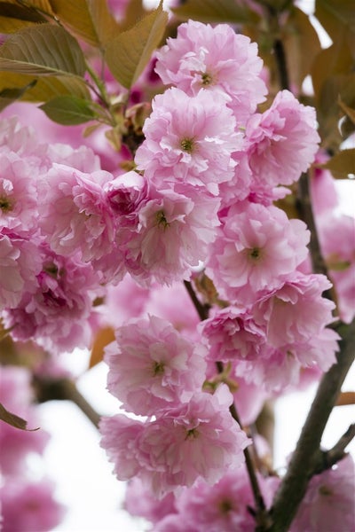 Prunus serrulata 'Kanzan', Japanische Blütenkirsche, rosa, 40–60 cm