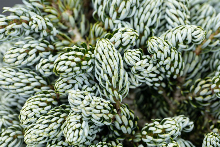 Abies koreana 'Kohouts Icebreaker' ®, Tanne, 40–50 cm