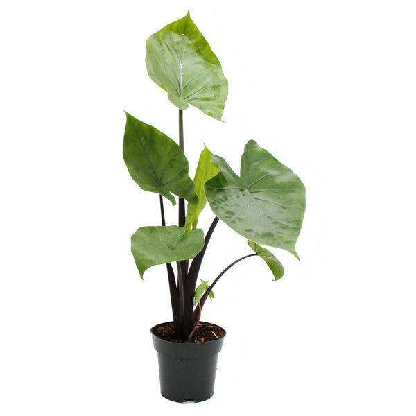 Alocasia Black Cobra - Schwarze Kobra - Elefantenohr - Pfeilblatt - 14cm Topf
