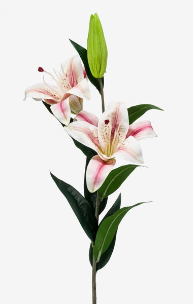 Grüne Lilienknospe neben einer weiß-rosa gefleckten Lilienblüte und einem dunkelgrünen Blatt.