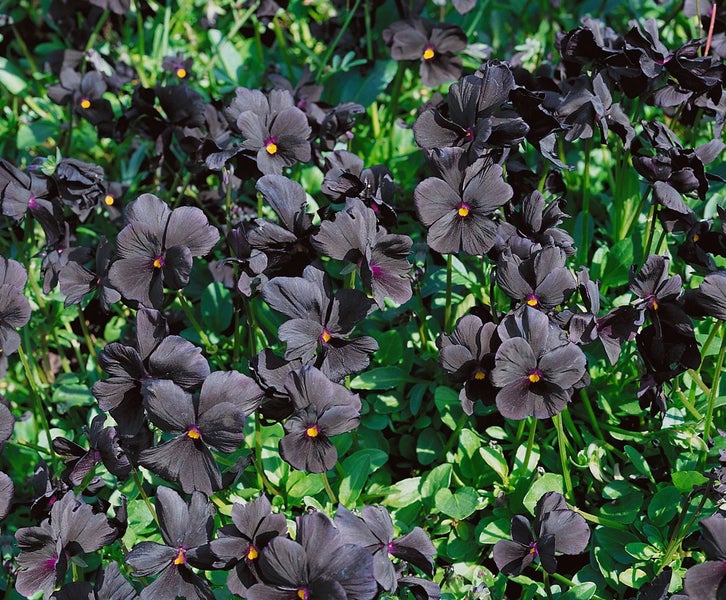 Viola cornuta 'Molly Sanderson', Hornveilchen, schwarzviolett, ca. 9x9 cm Topf