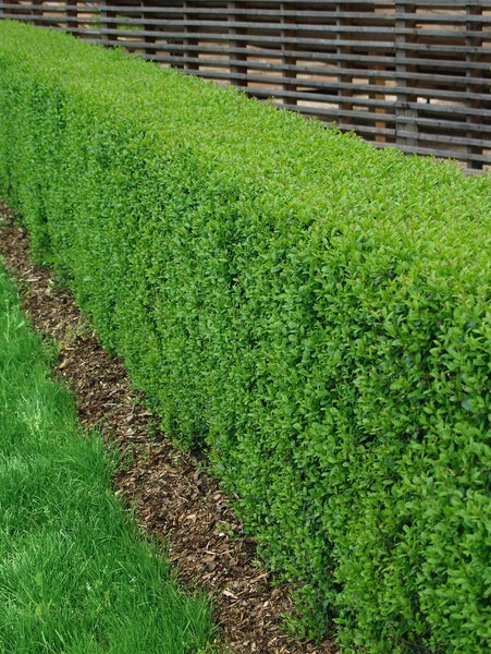 Ligustrum vulgare, Gewöhnlicher Liguster, 40–60 cm