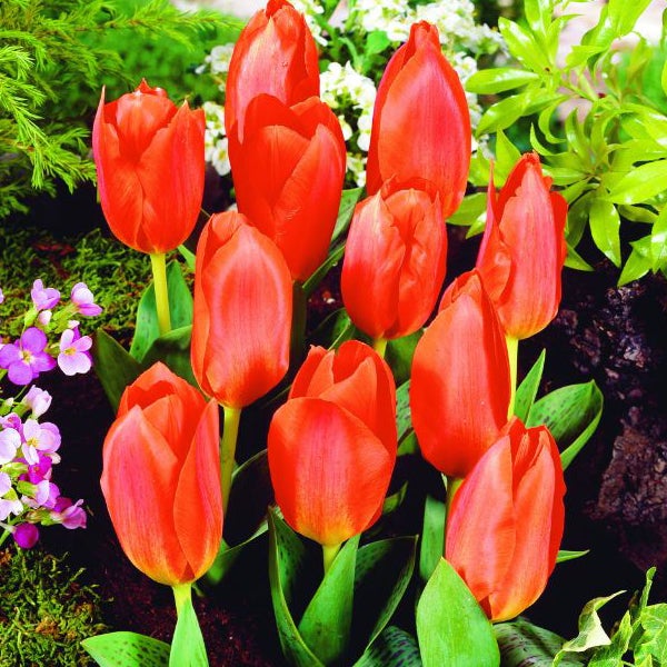 Gruppe oranger Tulpen im Gartenbeet.