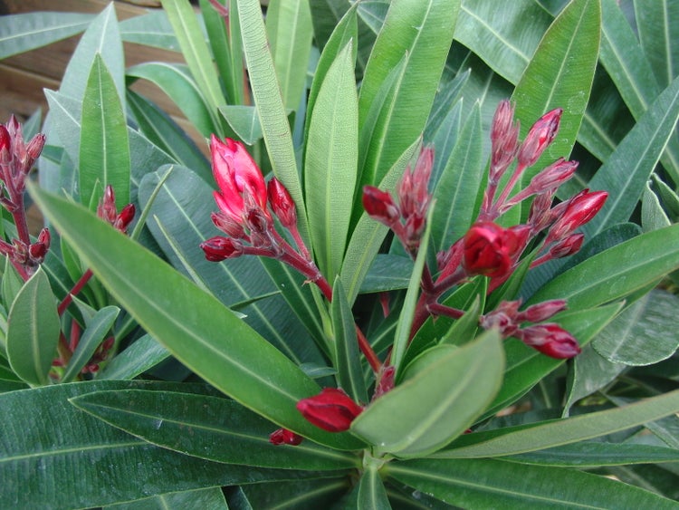 Oleander 80 - 90 cm Busch Nerium Rosenlorbeer Premium rot, rosa oder weiß