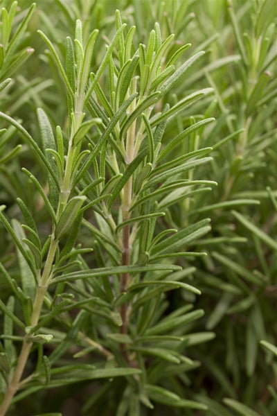 Rosmarinus officinalis, Rosmarin, aromatisch, ca. 9x9 cm Topf