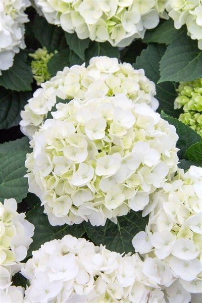 Hydrangea macrophylla 'First White', Hortensie, weiß, 40–50 cm