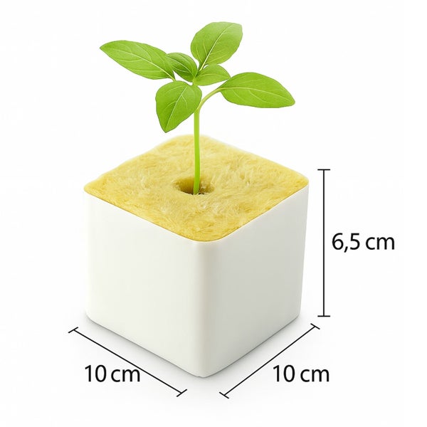 Basilikum Pflanze im Anzuchtwürfel mit den Maßen 10 x 10 x 6,5 cm