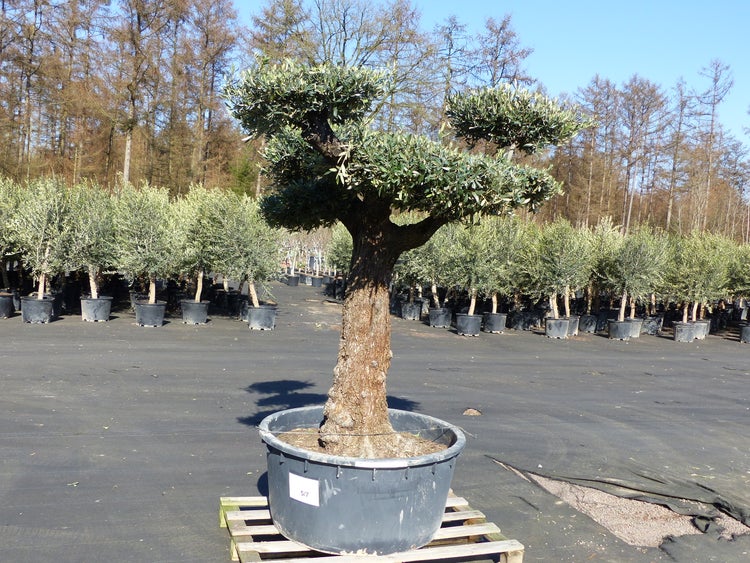 Olivenbaum Pon Pon 215 cm Bonsai Formgehölz, winterhart