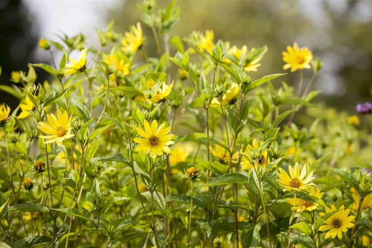 Heliopsis scabra 'Karat', Sonnenauge, goldgelb, ca. 11x11 cm Topf