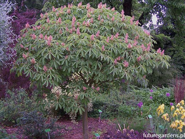 Aesculus parviflora 'Rosea Nana'- Halbstamm, Kleinblütige Rosskastanie, Höhe inklusive Topf: 160-170 cm