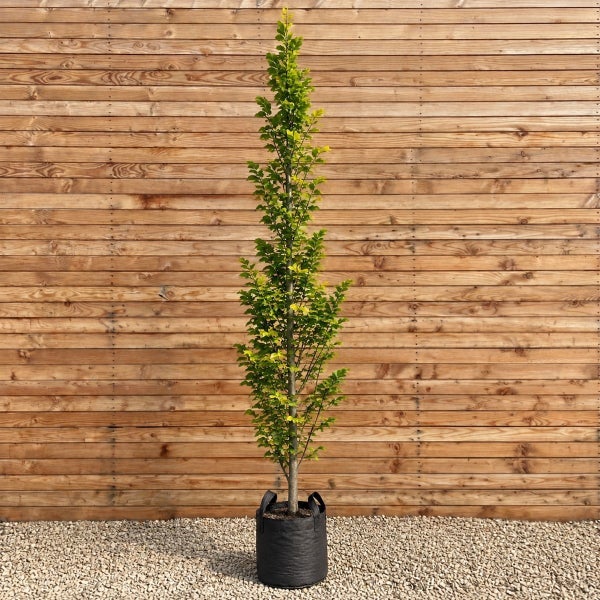 Säulenbuche in einem Pflanzsack vor einer Holzwand