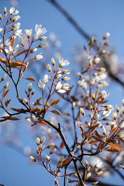 Amelanchier lamarckii, Kupfer-Felsenbirne, weiß, 125–150 cm