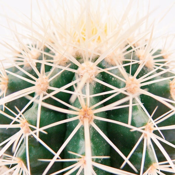Echinocactus grusonii - Schwiegermutterstuhl - im 5,5cm Topf