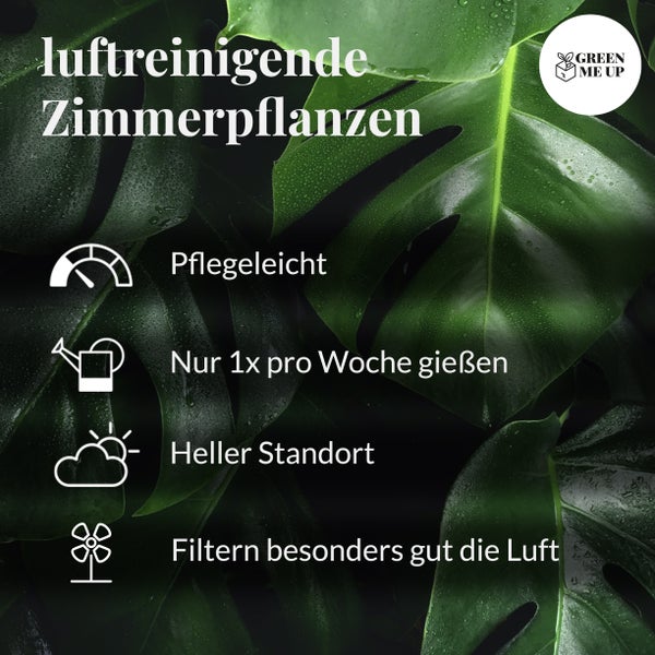 Zimmerpflanzen 3er Box Fresh Air Brothers | Goldfruchtpalme, Einblatt, Sansevieria | Luftreinigende Pflanzen mit gratis Übertöpfen