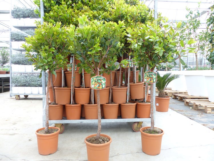 Mehrere Arbutus unedo Erdbeerbäume in Kunststofftöpfen auf einem Transportwagen in einem Gartencenter.