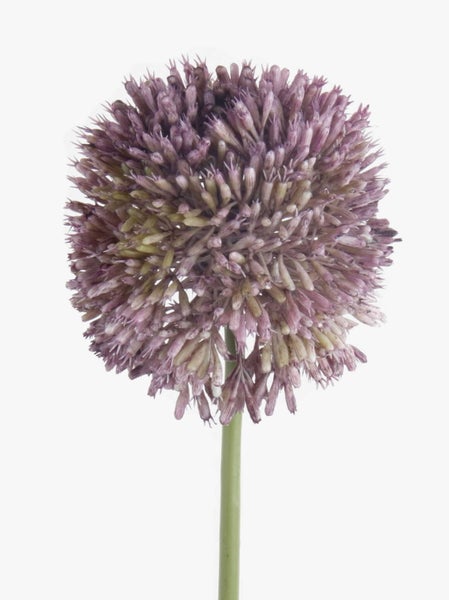 Violetter Zierlauch Allium mit kugelförmigem Blütenstand am grünen Stiel.