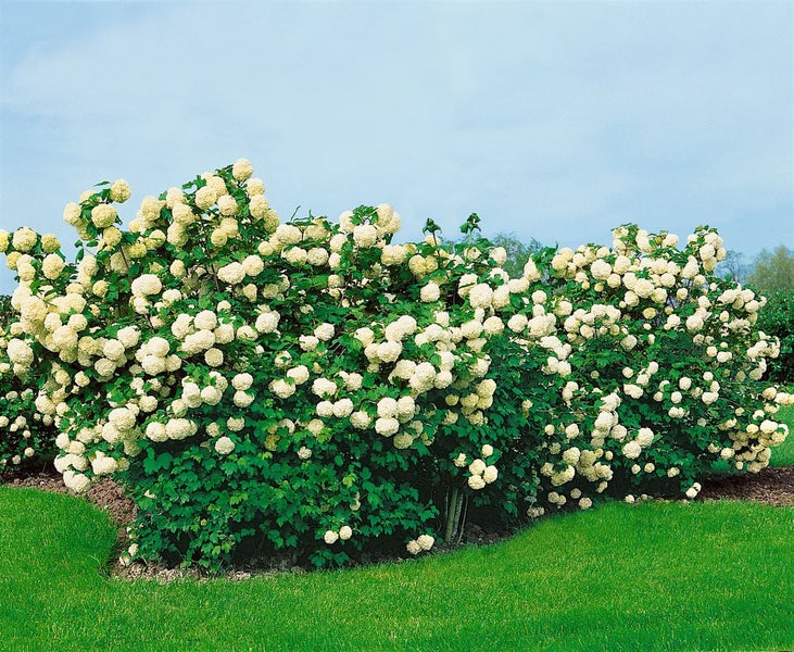 Viburnum opulus 'Roseum', Schneeball, weiße Blüten, 125–150 cm